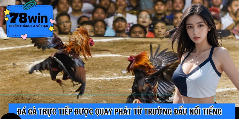 Đá gà trực tiếp được quay phát từ trường đấu nổi tiếng